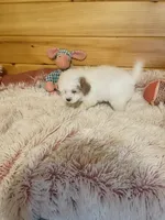 Rachel, a female Maltipoo for sale in Crossville, TN – 4 of 6