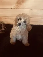 Peaches , a female Poodle - Miniature  for sale in Crossville, TN – Photo 6 of 6