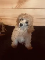 Peaches , a female Poodle - Miniature  for sale in Crossville, TN – Photo 2 of 6