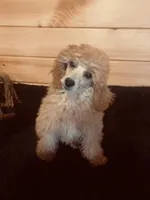 Peaches , a female Poodle - Miniature  for sale in Crossville, TN – Photo 3 of 6