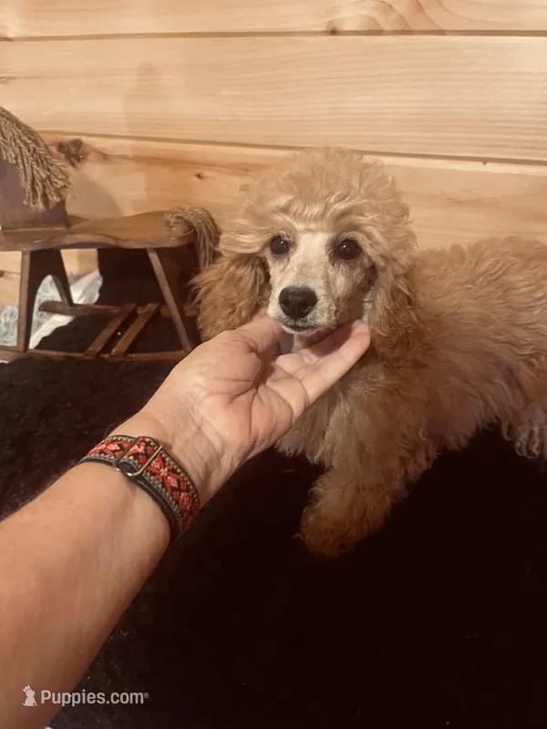 Peaches , a female Poodle - Miniature  for sale in Crossville, TN – Photo 1 of 6