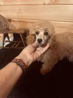 Peaches , a female Poodle - Miniature  for sale in Crossville, TN – Photo 1 of 6