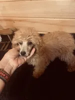 Peaches , a female Poodle - Miniature  for sale in Crossville, TN – Photo 5 of 6