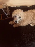 Peaches , a female Poodle - Miniature  for sale in Crossville, TN – Photo 4 of 6