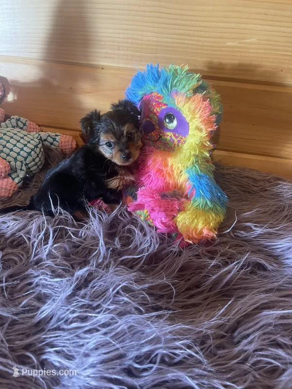 Duchess , a female Morkie for sale in Crossville, TN – 1 of 7