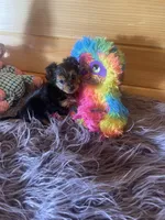Duchess , a female Morkie for sale in Crossville, TN – 1 of 7
