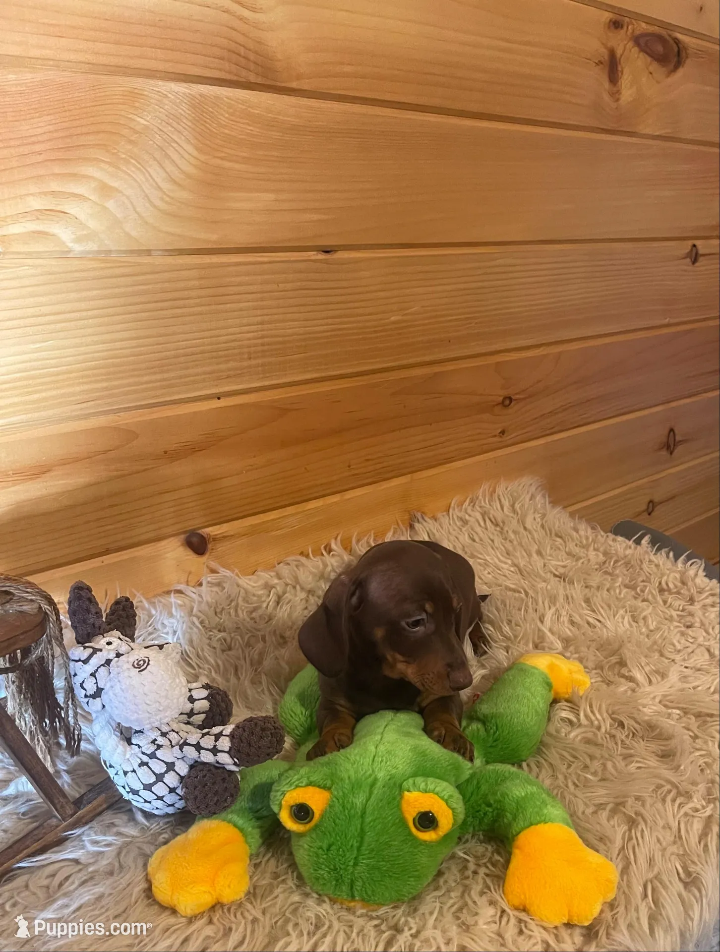 Razor , a male Miniature Dachshund for sale in Crossville, TN – 3 of 9