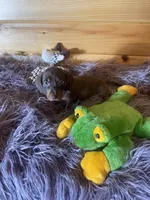 Dagger, a male Miniature Dachshund for sale in Crossville, TN – 6 of 7
