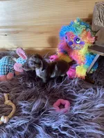 Delilah, a female Miniature Dachshund for sale in Crossville, TN – 6 of 7
