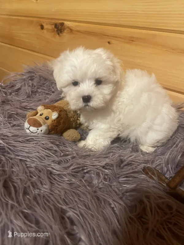 Dexter – Maltese, Mal Shi puppy for sale in Crossville, TN