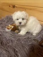 Dexter, a male Maltese and Mal Shi for sale in Crossville, TN – 4 of 6