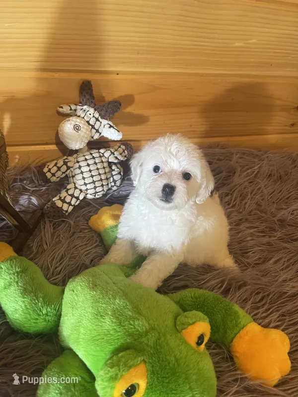 Max – Yorkipoo, Yorkshire Terrier puppy for sale in Crossville, TN
