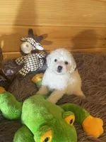 Max, a male Yorkipoo and Yorkshire Terrier for sale in Crossville, TN – 1 of 6