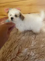 Rachel, a female Maltipoo for sale in Crossville, TN – 3 of 6
