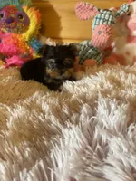 Sara, a female Yorkshire Terrier for sale in Crossville, TN – 6 of 6