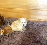 Buster, a male Maltese and Mal Shi for sale in Crossville, TN – 2 of 6