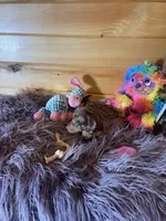 Daphne, a female Miniature Dachshund for sale in Crossville, TN – 5 of 7