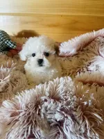 Misty, a female Maltipoo for sale in Crossville, TN – 6 of 7