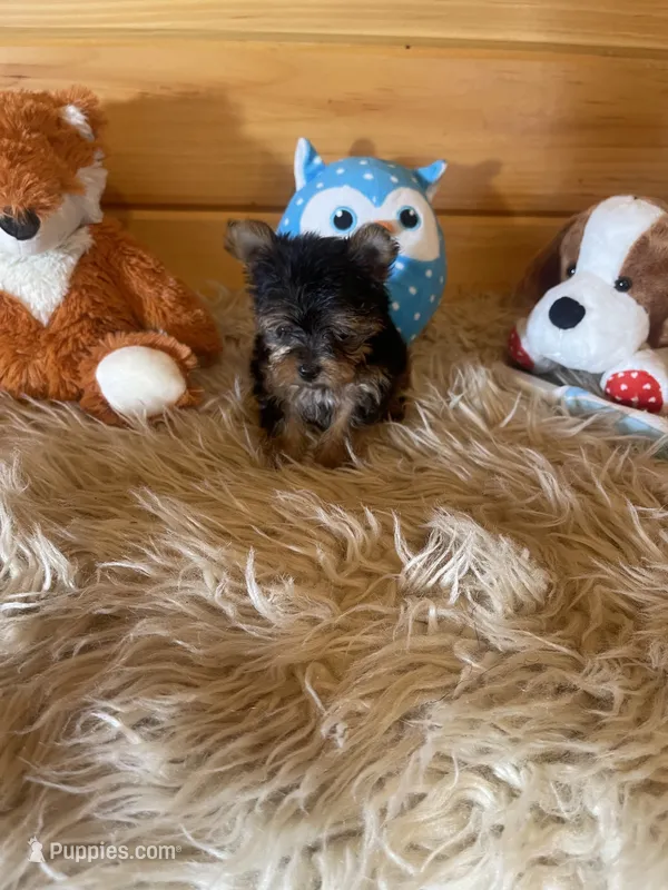 Jess – Yorkshire Terrier puppy for sale in Crossville, TN