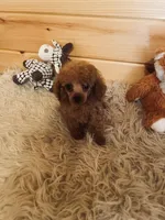 Rascal , a male Poodle - Toy  for sale in Crossville, TN – 3 of 5