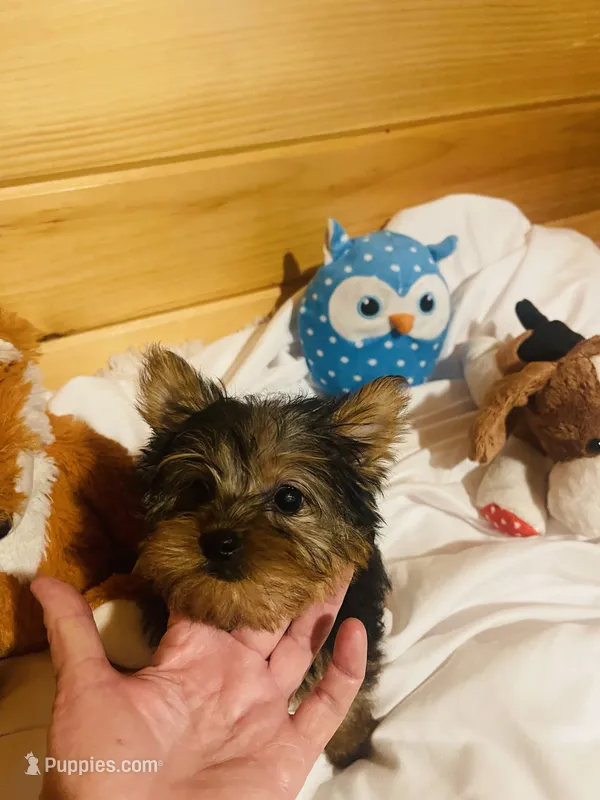 Howie – Yorkshire Terrier puppy for sale in Crossville, TN