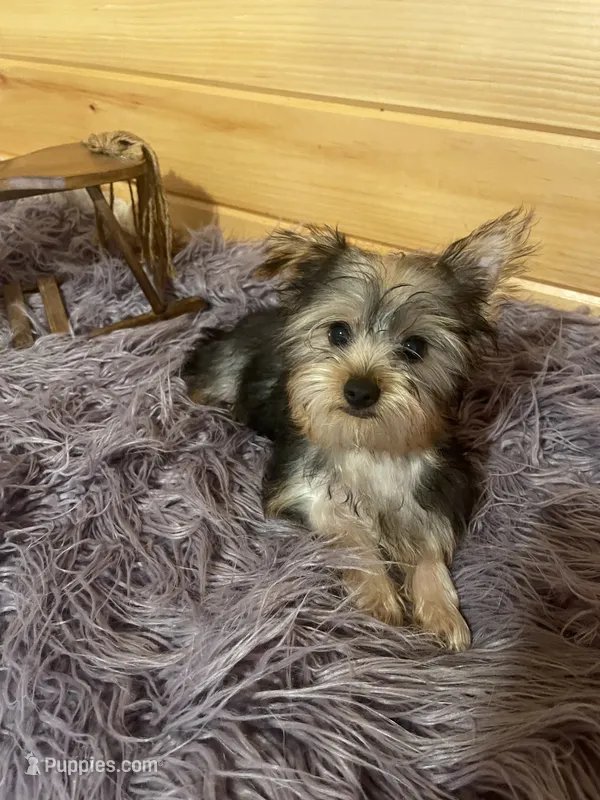 Spike – Yorkshire Terrier puppy for sale in Crossville, TN