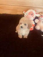 Apricot , a female Maltipoo for sale in Crossville, TN – Photo 4 of 4