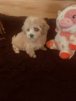 Apricot , a female Maltipoo for sale in Crossville, TN – Photo 2 of 4