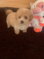 Apricot , a female Maltipoo for sale in Crossville, TN – Photo 3 of 4