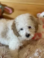 Queen , a female Maltipoo for sale in Crossville, TN – 2 of 6