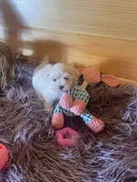 Eva, a female Maltese and Mal Shi for sale in Crossville, TN – 4 of 5
