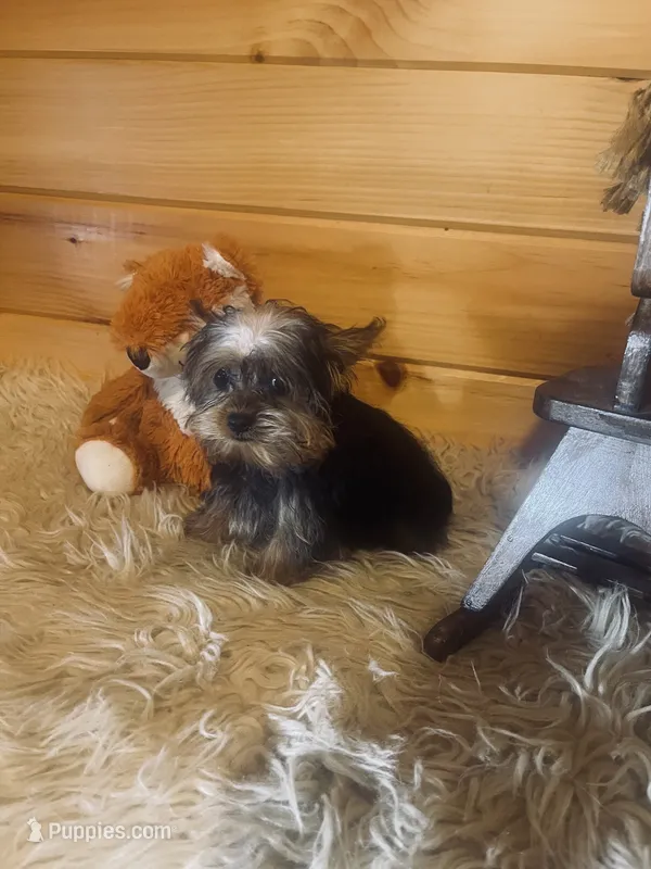 Howie – Yorkshire Terrier puppy for sale in Crossville, TN