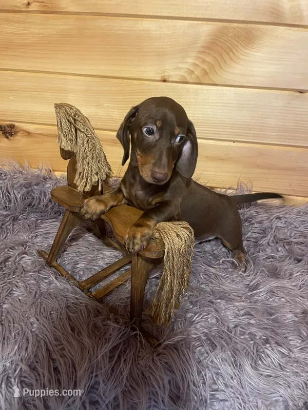 Razor  – Miniature Dachshund puppy for sale in Crossville, TN