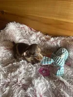 Melody, a female Miniature Dachshund for sale in Crossville, TN – Photo 4 of 6