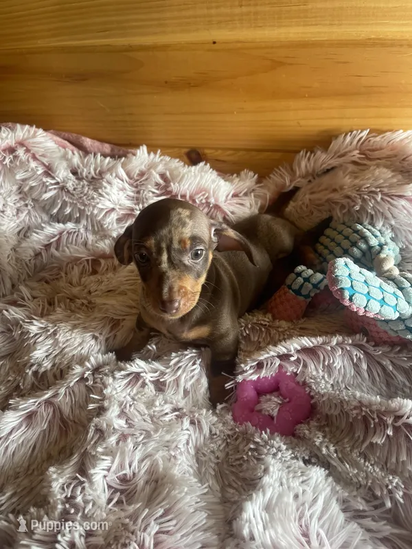 Melody – Miniature Dachshund puppy for sale in Crossville, TN