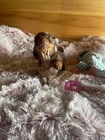 Melody, a female Miniature Dachshund for sale in Crossville, TN – Photo 2 of 6