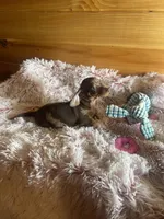 Melody, a female Miniature Dachshund for sale in Crossville, TN – Photo 6 of 6