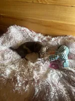 Melody, a female Miniature Dachshund for sale in Crossville, TN – Photo 5 of 6