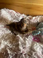 Melody, a female Miniature Dachshund for sale in Crossville, TN – Photo 3 of 6