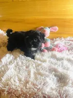 Penny, a female Morkie for sale in Crossville, TN – Photo 4 of 6