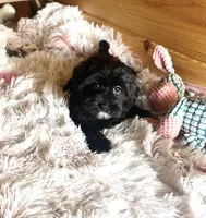 Penny, a female Morkie for sale in Crossville, TN – Photo 2 of 6