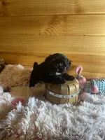 Penny, a female Morkie for sale in Crossville, TN – Photo 6 of 6