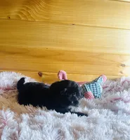 Penny, a female Morkie for sale in Crossville, TN – Photo 3 of 6