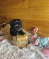 Penny, a female Morkie for sale in Crossville, TN – Photo 1 of 6
