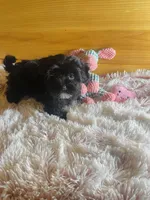 Penny, a female Morkie for sale in Crossville, TN – Photo 5 of 6