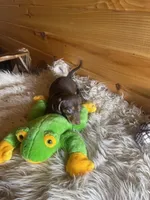 Razor , a male Miniature Dachshund for sale in Crossville, TN – Photo 4 of 7