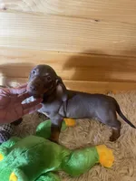 Razor , a male Miniature Dachshund for sale in Crossville, TN – 9 of 9