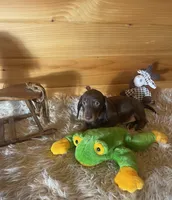 Razor , a male Miniature Dachshund for sale in Crossville, TN – 6 of 9