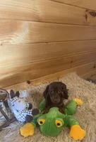 Razor , a male Miniature Dachshund for sale in Crossville, TN – 5 of 9