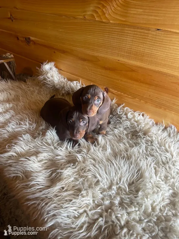 Razor  – Miniature Dachshund puppy for sale in Crossville, TN